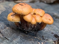 Flammulina