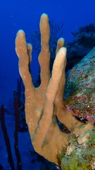 Amphimedon compressa