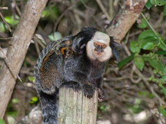 Callithrix geoffroyi