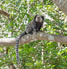 Callithrix geoffroyi