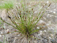 Juncus drummondii