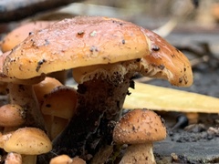 Flammulina