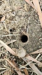 Portacosa cinerea