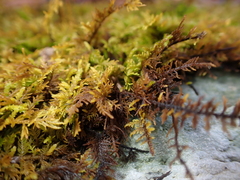 Thuidium
