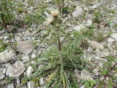 Cirsium hookerianum