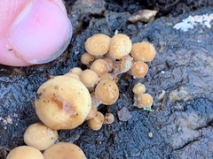 Flammulina