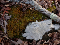 Thuidium
