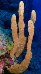 Amphimedon compressa