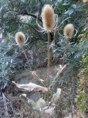 Dipsacus fullonum