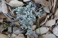 Ramalina puberulenta