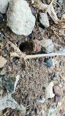 Portacosa cinerea