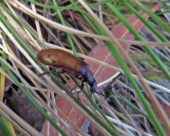 Ecnolagria rufescens