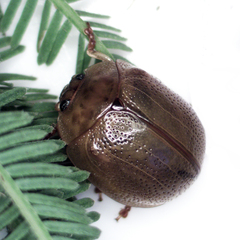 Dicranosterna semipunctata