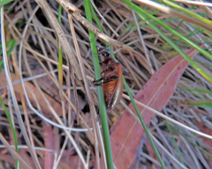 Ecnolagria rufescens