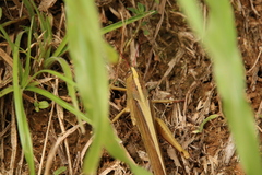 Schistocerca