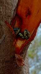 Zygogramma signatipennis