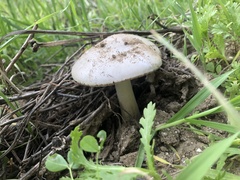 Amanita ocreata