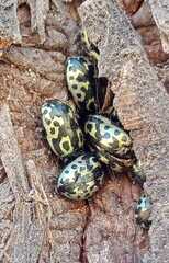 Zygogramma signatipennis