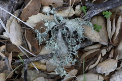Ramalina puberulenta