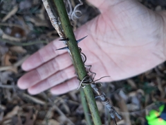 Smilax tamnoides
