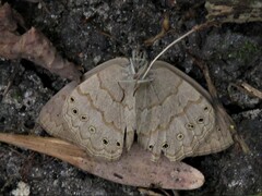 Paryphthimoides poltys