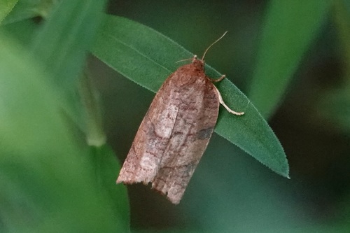 Parallel-banded Leafroller Moth photo 3