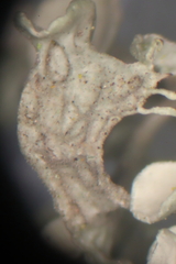 Ramalina puberulenta