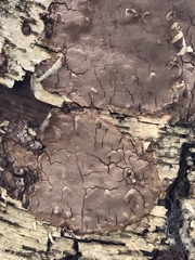 Fomitiporia punctata