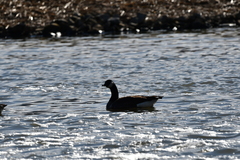 Branta hutchinsii