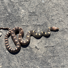 Pituophis deppei