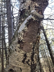 Fomitiporia punctata