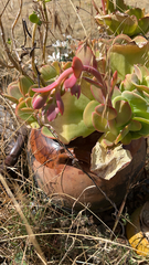 Echeveria gibbiflora