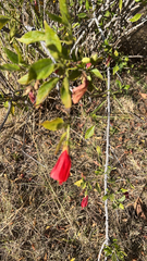 Malvaviscus penduliflorus