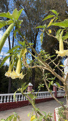 Brugmansia arborea