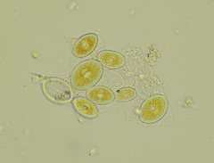 Cocconeis