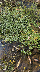 Hydrocotyle ranunculoides