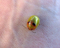 Paropsisterna simsoni