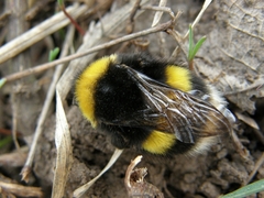 Bombus