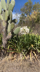 Agapanthus praecox