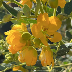 Senna multiglandulosa