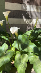 Zantedeschia aethiopica