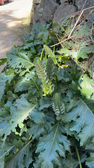 Acanthus mollis