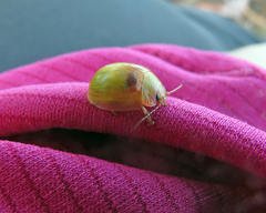 Paropsisterna simsoni