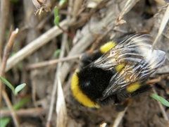 Bombus