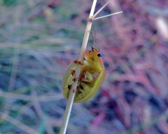 Paropsisterna simsoni