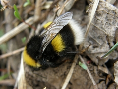 Bombus