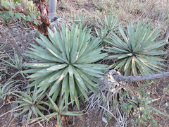 Agave macroacantha