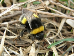 Bombus