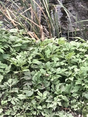 Rudbeckia laciniata