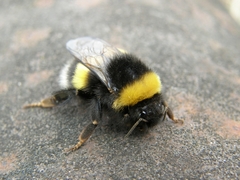 Bombus